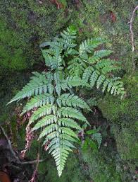 Image result for Arachniodes webbiana