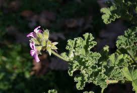 Image result for Pelargonium domesticum round-leaved bushy
