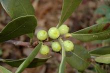 Image result for Ficus tesselata