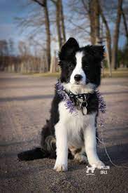 According To Research Border Collies Are Considered One Of The Smartest Dog Bre According Collie Puppies Border Collie Puppies Border Collie Puppies For Sale