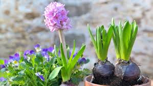 Check spelling or type a new query. Fruhlingsblumen Verschonern Das Zuhause Ndr De Ratgeber Garten Zierpflanzen