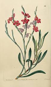 Image result for Monothecium