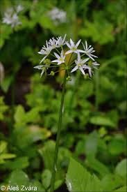 Image result for Allium ursinum