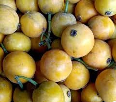 Image result for Garcinia buchneri