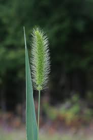 Image result for Setaria viridis