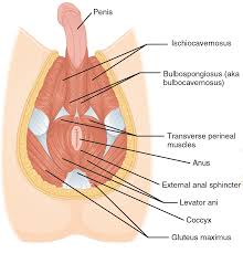 Male body silhouette front clip art. Perineum Wikipedia