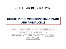 Check spelling or type a new query. Occurs In The Mitochondria Of Plant And Animal Cells Ppt Download