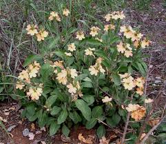 Image result for Crossandra mucronata
