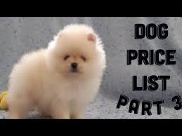 We have strong and healthy akc german shepherd puppies for sale. Dog Price List In India 2020 Puppy Price List Puppy Price In India Youtube