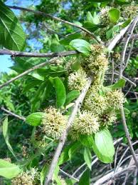 Image result for Combretum erythrophyllum