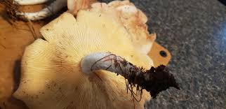 Image result for Russula compacta