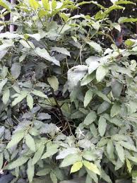 Image result for Oxyanthus strigosus