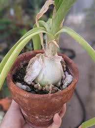 Image result for Asparagaceae