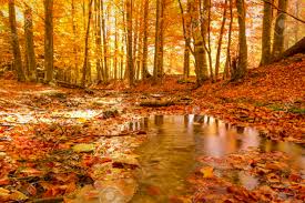 Autumn Creek In The Woods At Sunset Stock Photo, Picture And Royalty Free  Image. Image 89828614.