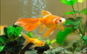Keunikan dari ikan cupang ini adalah ikan ini mempunyai sirip besar yang jika sedang berenang sirip itu akan bergerak dan berkibar layaknya bendera. 10 Jenis Ikan Hias Air Tawar Terindah Dan Terpopuler