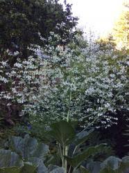 Image result for Crambe kilimandscharica