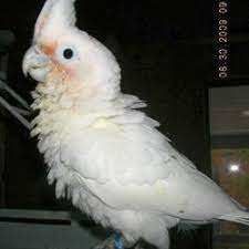 Find great deals on ebay for goffins cockatoo. Goffin Cockatoos For Sale