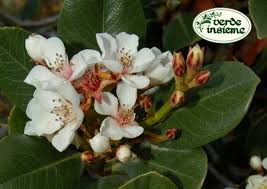 Oltre ad adornare il balcone con piante sempreverdi o con fiori, si può pensare di abbellire il proprio balcone con delle piante che oltre ad essere belle sono anche buone, perché possono essere utilizzate in cucina: Rhaphiolepis Umbellata A Dir Le Sue Virtu