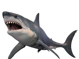 Modern sharks are classified within the clade selachimorpha (or selachii) and are the sister group to the rays. River Shark Extinction Watch This Shark Doesn T Need Saltwater To Survive The Economic Times