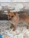 Blue / Red Heelers - Farm Pups
