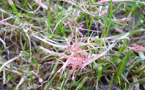 Identifying Treating Red Thread Fungus Or Landscaping