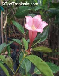 Image result for Berlinia grandiflora