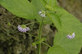 Image result for Hyptis