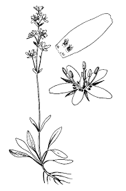 Image result for Swertia eminii