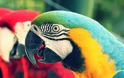 Everybody S Bird Mart In Pomona At Pomona Fairplex