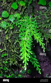 Image result for Selaginella molliceps