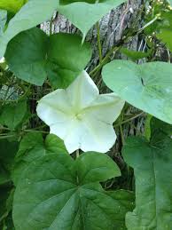 There is general confusion over toxicity because moonflower can refer to different species. Growing Moonflowers Thriftyfun