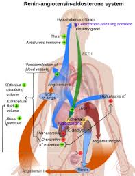 Image result for Aldosterone