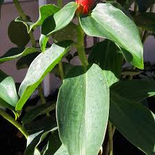 Costus Woodsonii Red Button Ginger In Gardentags Plant Encyclopedia