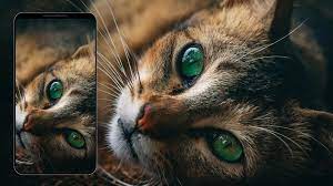 Wallpaper Burung Dan Hewan 4k For Android Apk Download