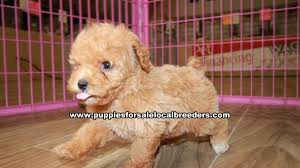 If you would like to be on our waiting list please contact us, if you use facebook and can contact us through our. Puppies For Sale Local Breeders Beautiful Red Toy Poodle Puppies For Sale Georgia Local Breeders Gwinnett County Ga At Lawrenceville Puppies For Sale Local Breeders