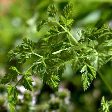 Herb Identification Identifying Fresh Herbs