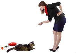 Do You Count Your Cat Among The Attention Seekers They Are Easy To Recognize Attention Seekers Have Developed Re Attention Seeking Behavior Cat Behavior Cats