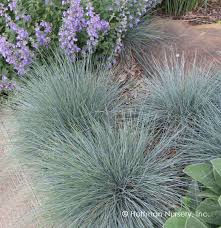 Image result for Festuca