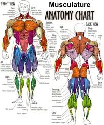 Muscular System Anatomical Chart Hd Google Search 2019