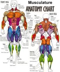 muscular system anatomical chart hd google search 2019