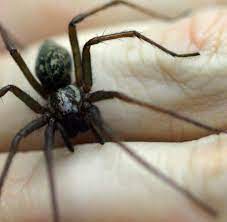 Wenn der herbst kommt, ist auch die winkelspinne auf dem vormarsch. Tiere Die Winkelspinne Ist Etwas Ganz Besonderes Welt