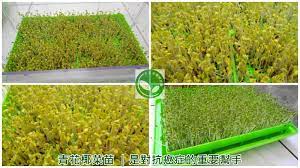 有機芽菜 青花椰菜苗 是對抗癌症的重要幫手 blog posts swiffer