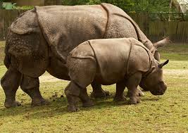 Javan Rhinoceros Javan Rhinoceros Rhinoceros Rhino