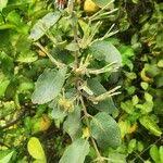 Image result for Erianthemum dregei