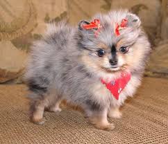 Wolf Sable Pomeranian Pomeranian Puppy For Sale Pomeranian Puppy Cute Animals