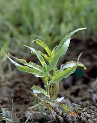 Image result for Rhytachne