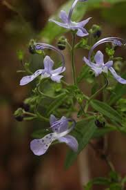 Image result for Thesium equisetoides