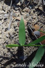 Image result for Entolasia