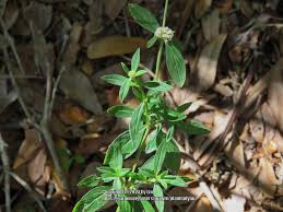 Image result for Spermacoce verticillata