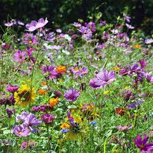 Trueleafmarket.com has been visited by 10k+ users in the past month Butterfly Hummingbird Wildflower Seed Mix American Meadows